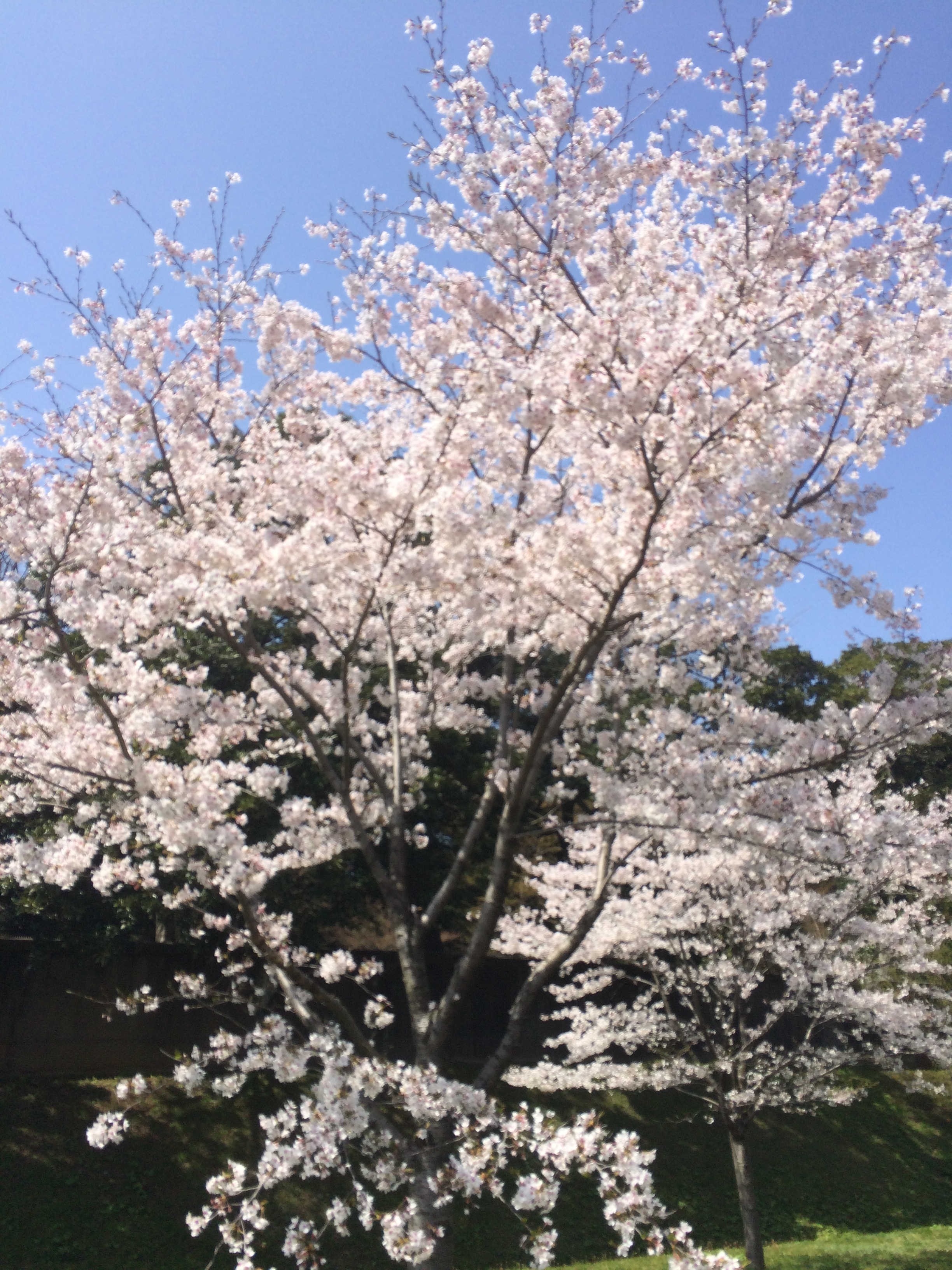 皇居乾通り　桜